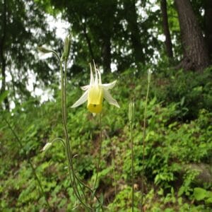 キバナノヤマオダマキの花