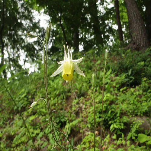 キバナノヤマオダマキ