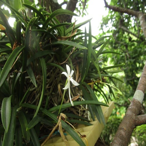 フウランの花