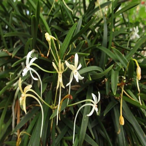 フウランの花