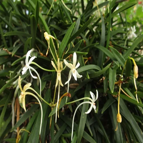 フウランの花