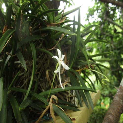 フウランの花