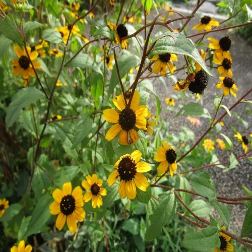 アラゲハンゴウソウの花