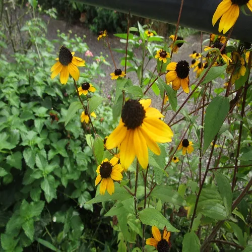 アラゲハンゴウソウの花