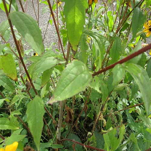 アラゲハンゴウソウの葉