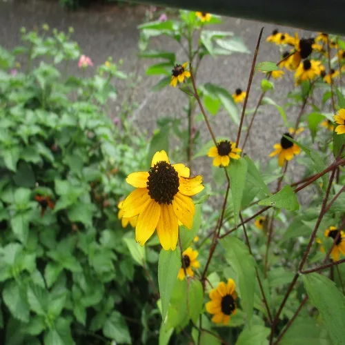 アラゲハンゴウソウの花