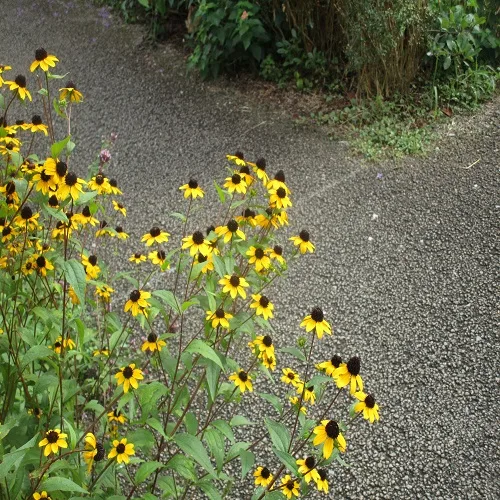 アラゲハンゴウソウの花