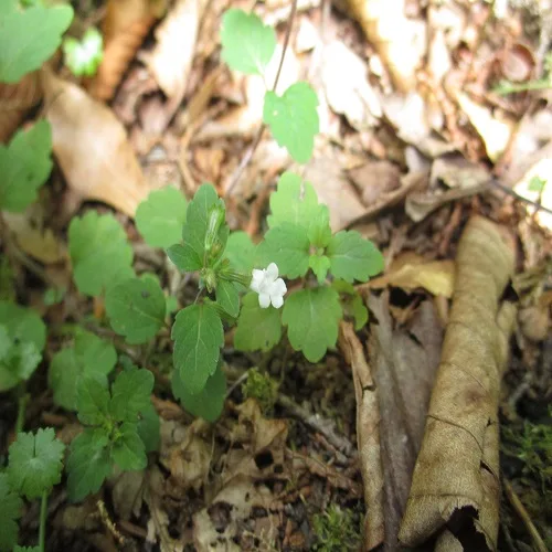 ヤマトウバナの花
