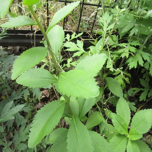 キリンソウの葉