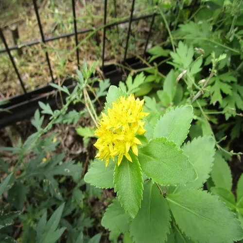 キリンソウの花