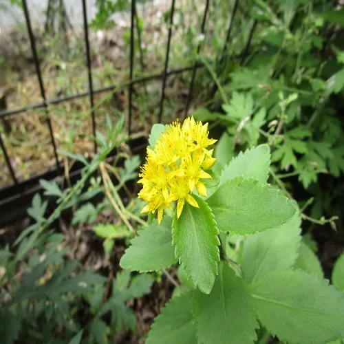 キリンソウの花