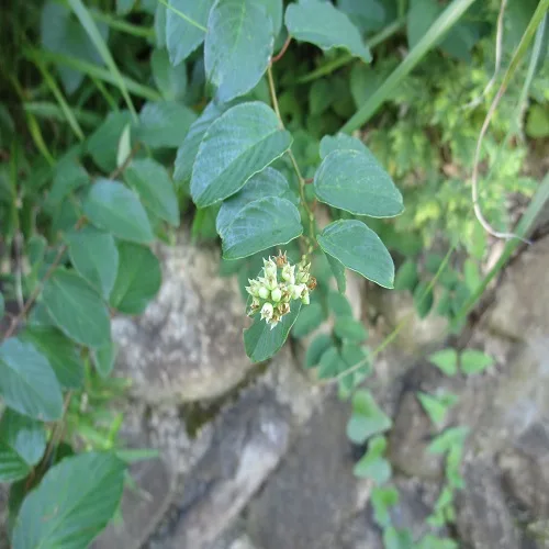 クマヤナギの花