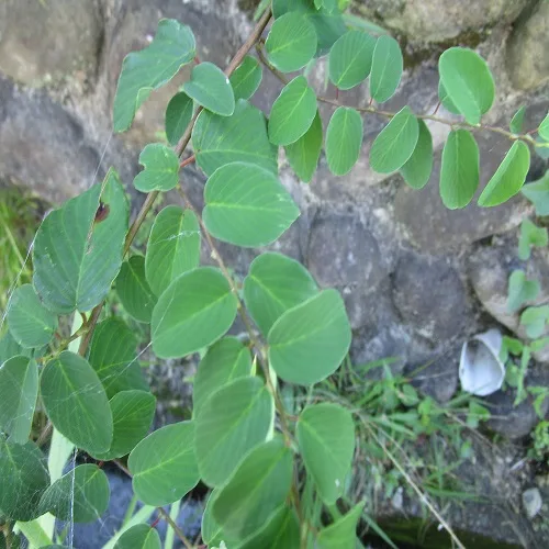 クマヤナギの葉