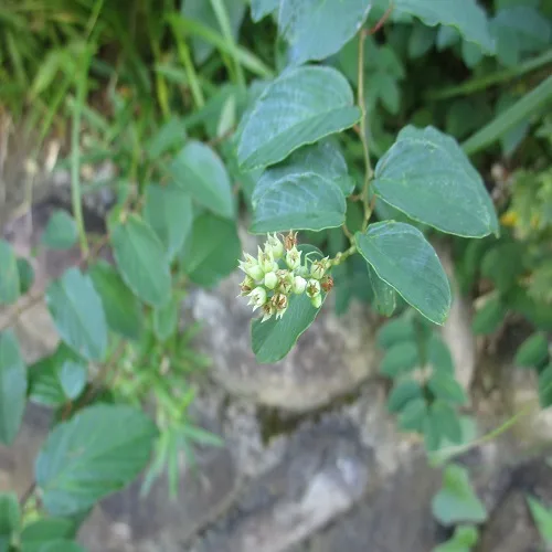 クマヤナギの花