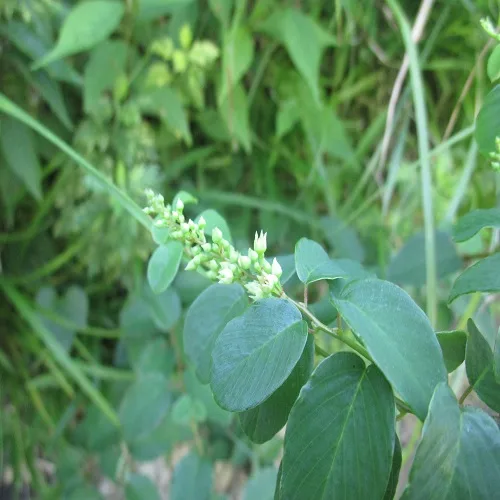 クマヤナギの花
