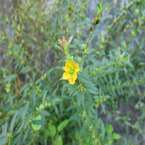 キバナミソハギの花