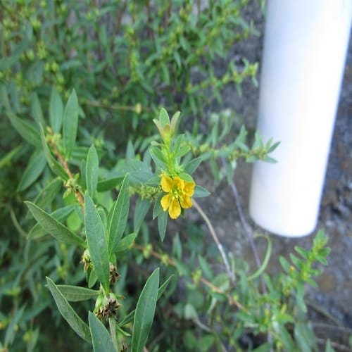 キバナミソハギの花