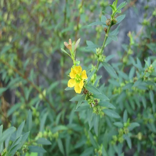 キバナミソハギ