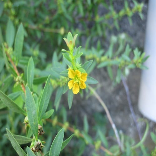 キバナミソハギの花