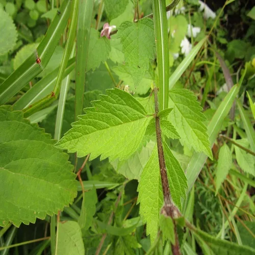 キセワタの葉