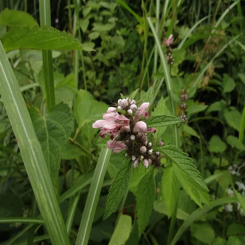 キセワタの花