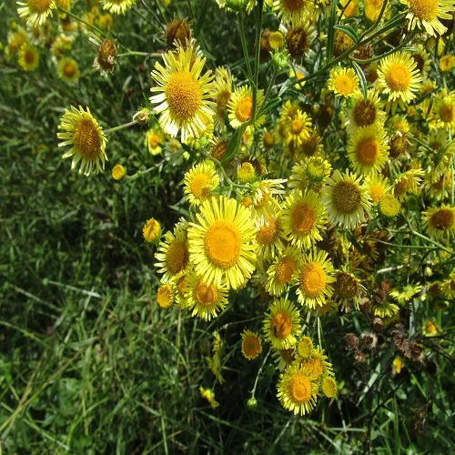 ホソバオグルマ