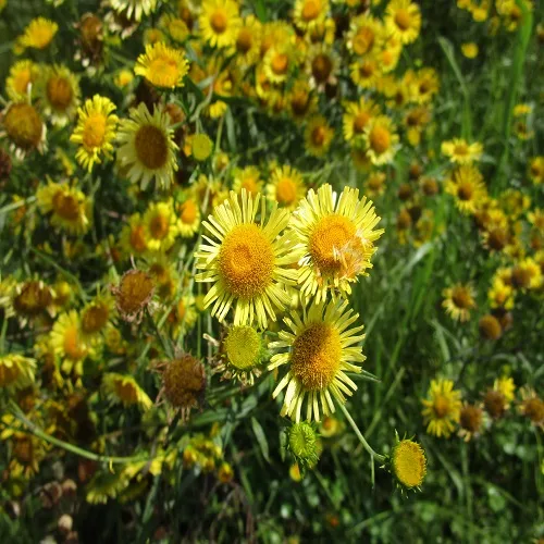 ホソバオグルマの花