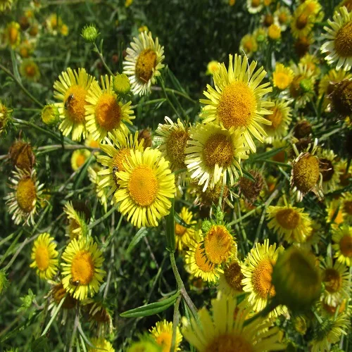 ホソバオグルマの花