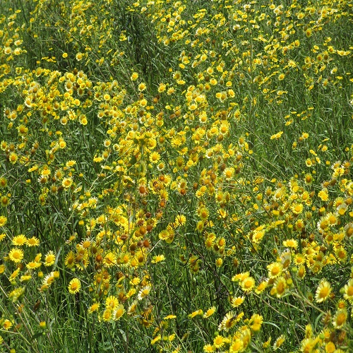 ホソバオグルマの花の群落