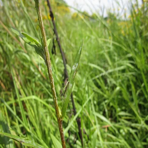 ホソバオグルマの葉