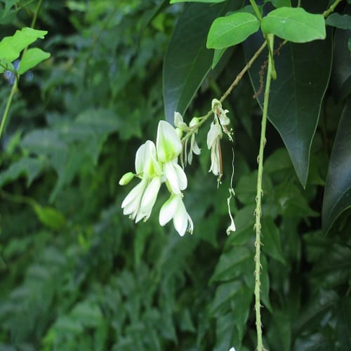 ナツフジの花