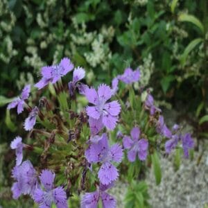 シナノナデシコの花