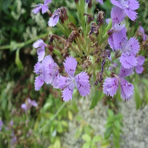 シナノナデシコの花