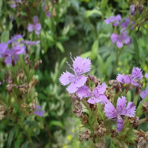 シナノナデシコの花