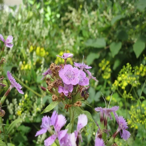 シナノナデシコの花