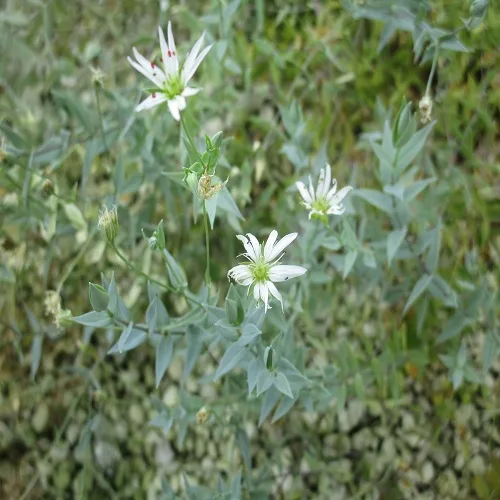 シコタンハコベの花