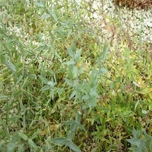 シコタンハコベの葉