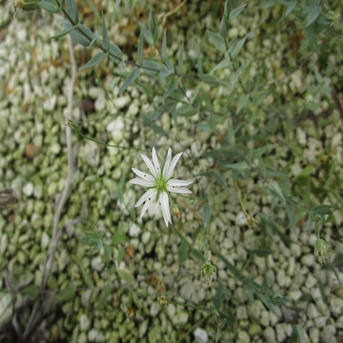シコタンハコベの花