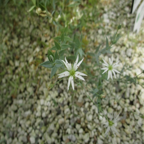 シコタンハコベの花