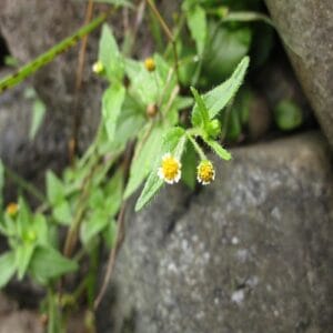 コゴメギクの花