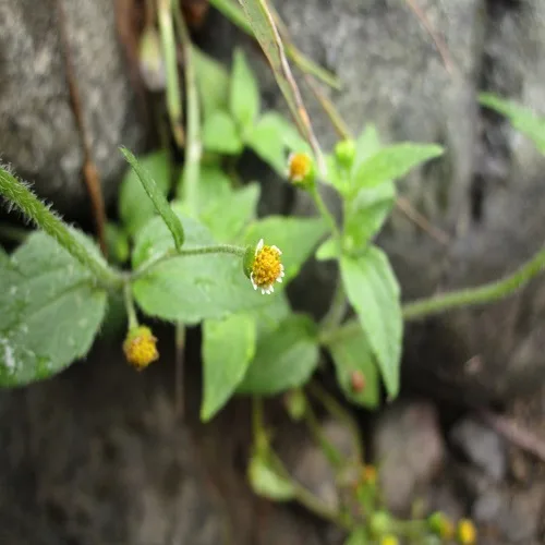 コゴメギクの花