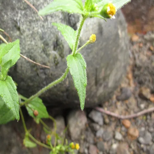 コゴメギクの葉