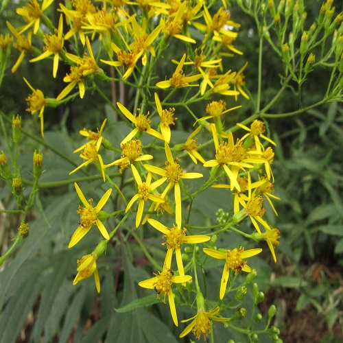 ハンゴンソウの花