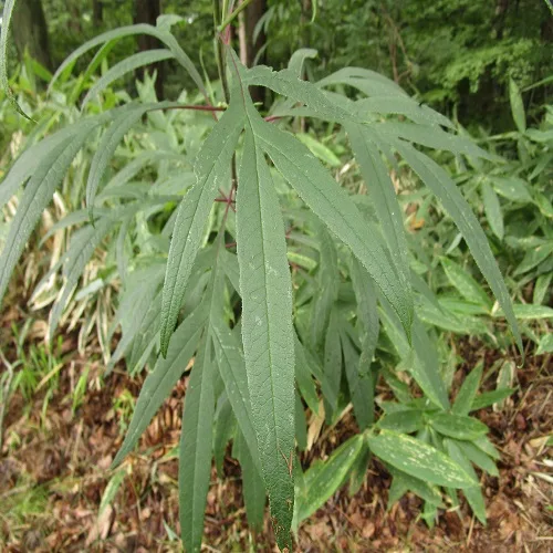 ハンゴンソウの葉