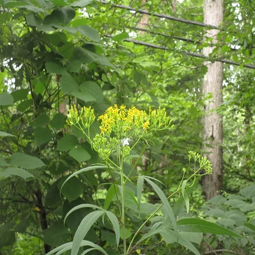 ハンゴンソウの全体像