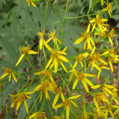 ハンゴンソウの花