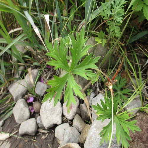 アサマフウロの葉