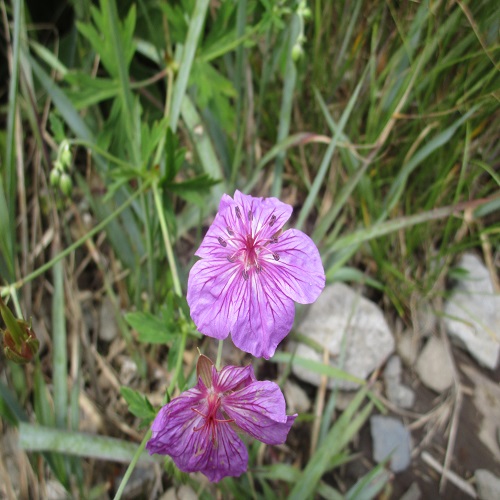 アサマフウロの花