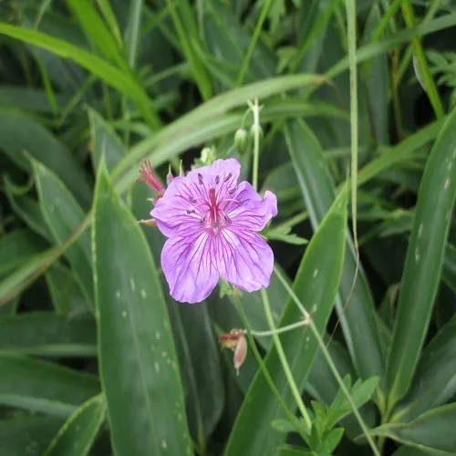アサマフウロの花