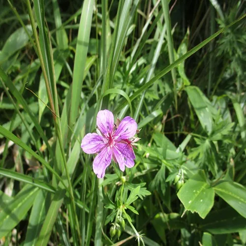 アサマフウロの花